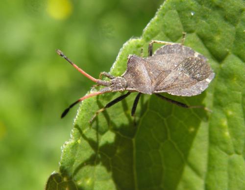 Enoplops scapha