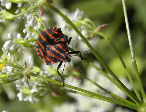 Graphosoma italicum