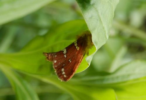 Phymatopus hecta