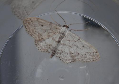 Idaea seriata