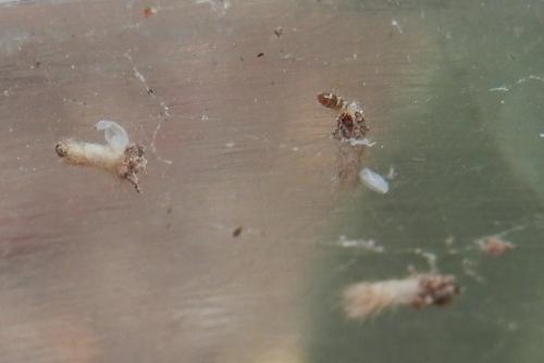 Taleporia tubulosa