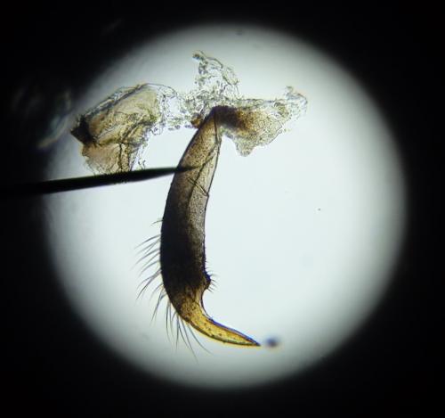 Saldula palustris