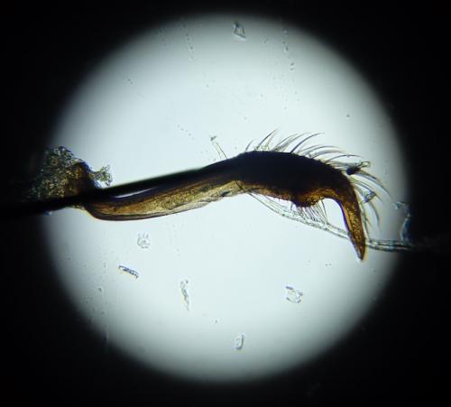 Saldula pallipes