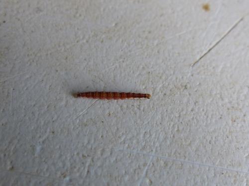 Paraswammerdamia nebulella