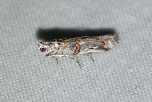 Réf. 141 317 : Pempelia albariella