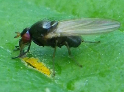 Calliopum sp.