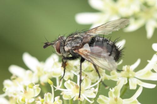 Linnaemya sp.