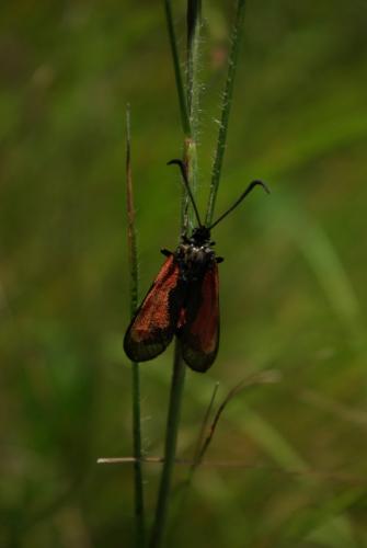 Zygaena trifolii