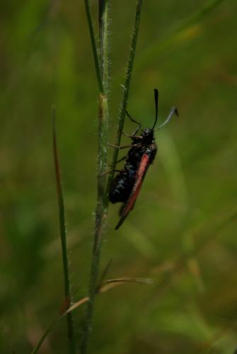 Zygaena trifolii