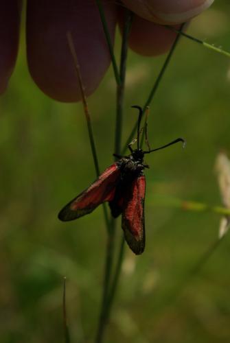 Zygaena trifolii