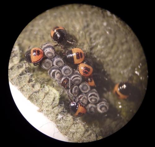 Piezodorus lituratus