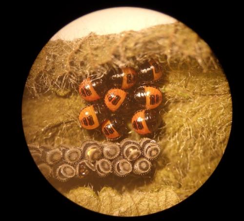 Piezodorus lituratus