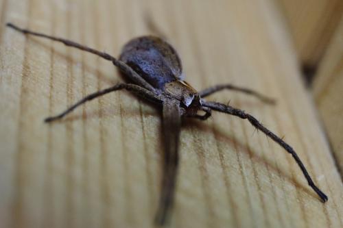 Réf. 141 750 : Pisaura mirabilis