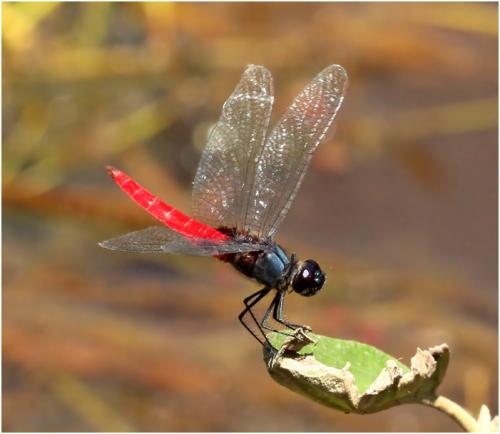 Planiplax phoenicura