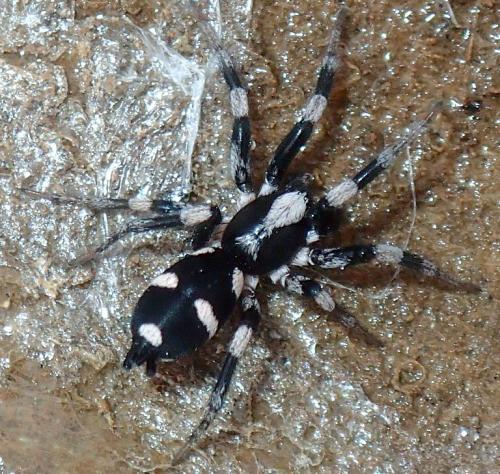 Poecilochroa sp.