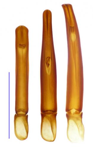 Gnathoncus divers