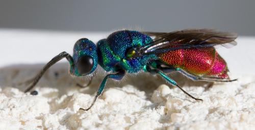 Réf. 141 249 : Chrysis sp.