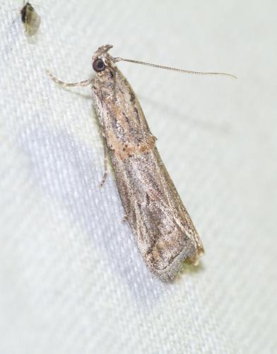 Psorosa mediterranella