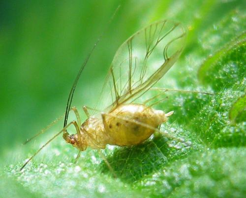 Macrosiphum sp.