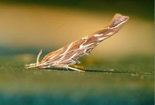 Pyroderces argyrogrammos