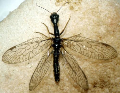 Phaeostigma notatum