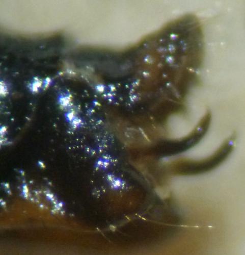 Phaeostigma notatum