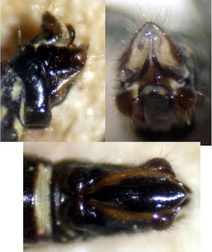 Phaeostigma notatum