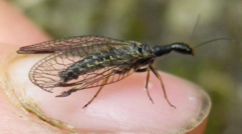 Réf. 141 949 : Phaeostigma notatum