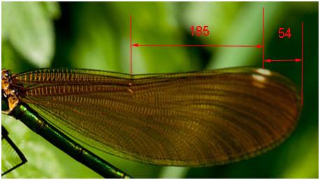 Réf. 141 541 : Calopteryx virgo