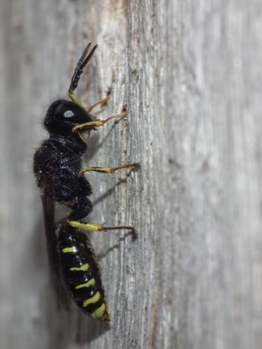 Réf. 141 941 : Ectemnius sp.