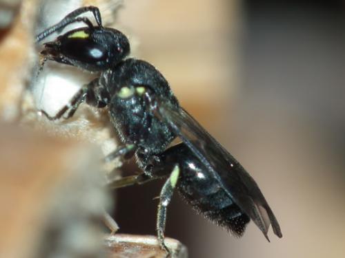 Réf. 141 120 : Hylaeus communis