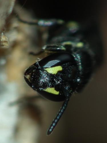 Réf. 141 121 : Hylaeus communis