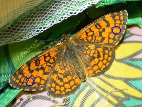 Melitaea deione