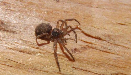Philodromus sp.