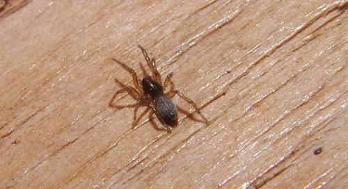 Réf. 141 201 : Gnaphosa alacris
