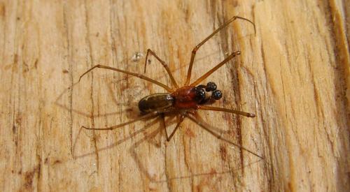 Réf. 141 202 : Neriene radiata