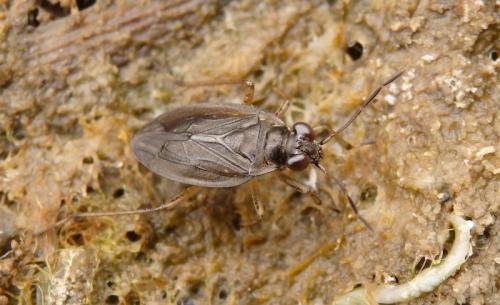 Salda littoralis