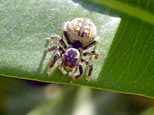 Réf. 141 735 : Carrhotus xanthogramma