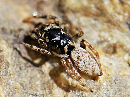 Salticus mutabilis