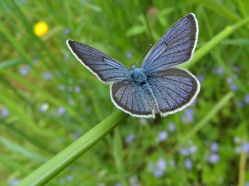 Réf. 141 319 : Cyaniris semiargus