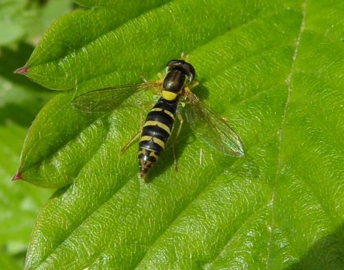 Réf. 141 780 : Sphaerophoria sp.
