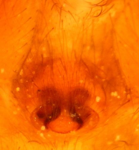 Réf. 141 782 : Drassodes lapidosus