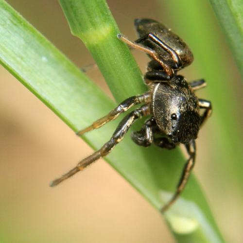 Heliophanus sp.