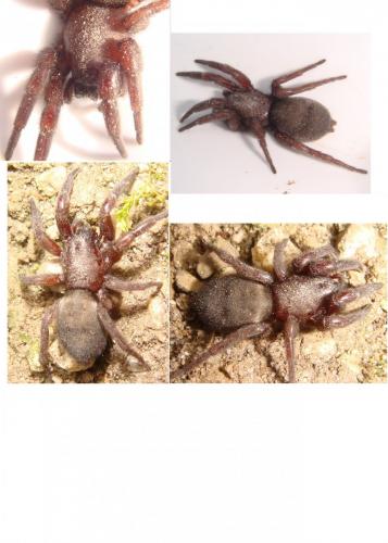 Scotophaeus sp.
