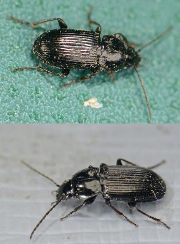 Réf. 141 241 : Pterostichus vernalis