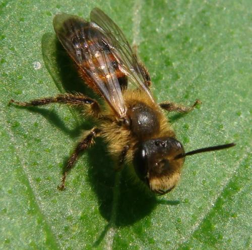 Andrena florea