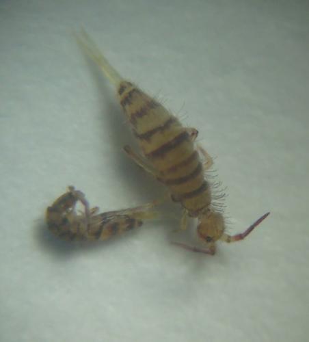 Réf. 141 461 : Entomobrya multifasciata