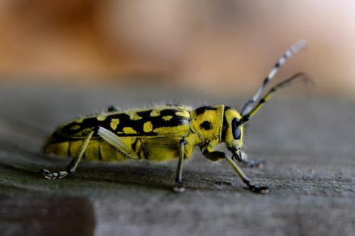 Réf. 141 590 : Saperda scalaris