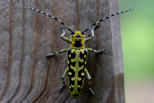 Réf. 141 592 : Saperda scalaris