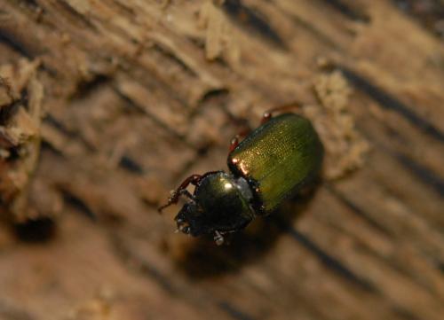 Platycerus caraboides